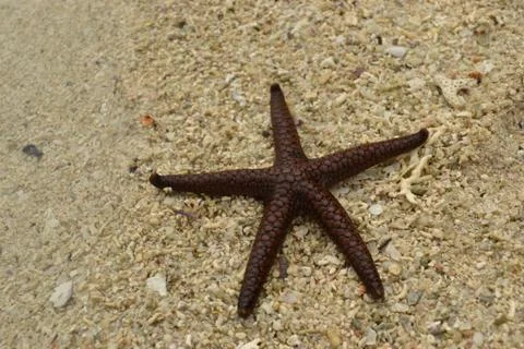Starfish on the sand Stock Photos