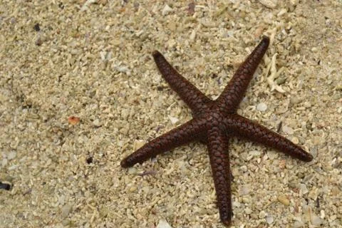 Starfish on the sand Stock Photos