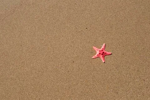 Starfish in the sand Stock Photos