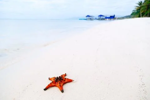 Starfish on the sand 스톡 사진