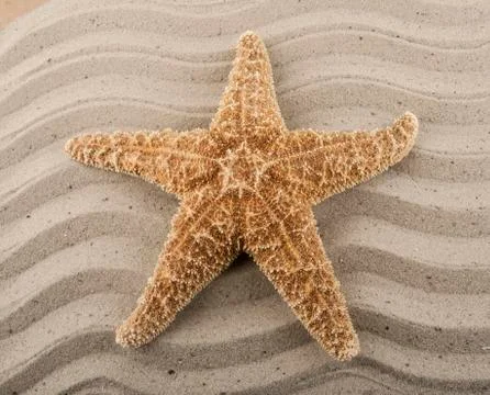 Starfish on the sand Stock Photos
