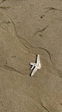 Starfish is on the sand Stock Photos