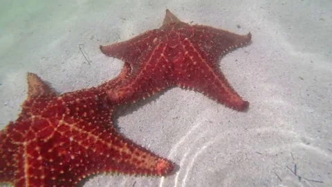 Starfish in the Sand Under Water Stock Footage 79976424