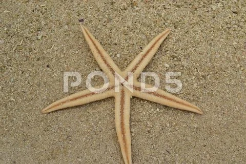 Starfish On The Sand Upside-Down.