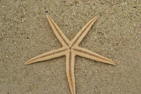 Starfish on the sand upside-down. Stock Photos