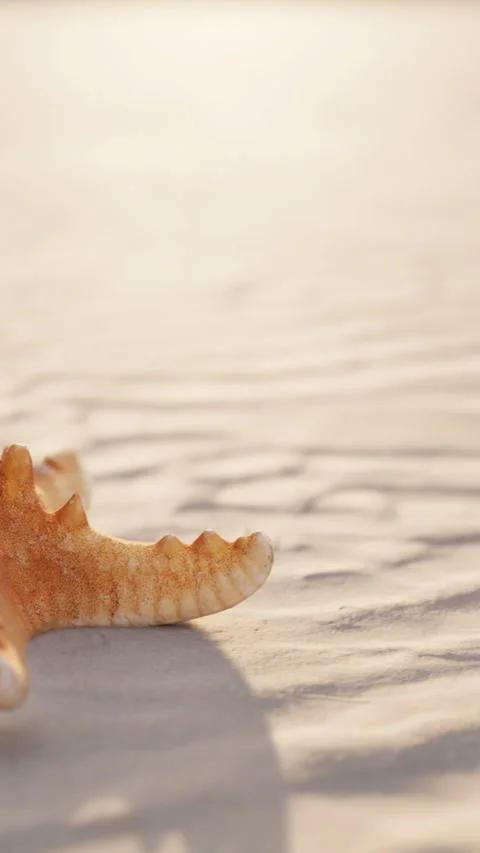 Starfish on sandy beach during evening light under soft sky Stock Footage 337924785