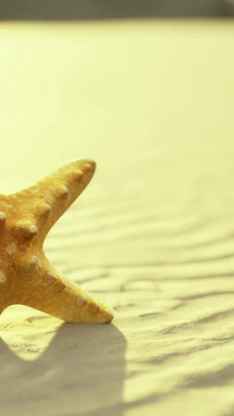 Starfish on sandy beach during low tide in the late afternoon sun Stock Footage 333565617