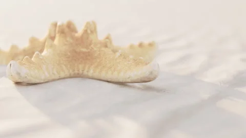 Starfish on sandy beach during low tide in bright daylight Stock Footage 344316288