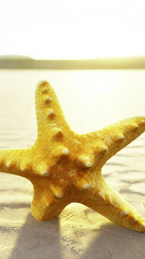 Starfish on sandy beach during sunset by the ocean waves Stock Footage 334172243