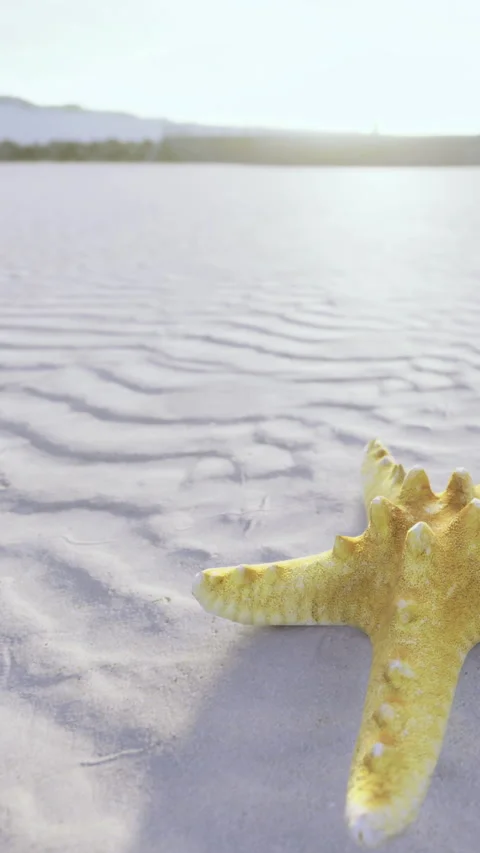 Starfish on sandy beach during sunset with distant hills in background Stock Footage 335966824