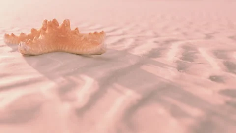 Starfish on sandy beach during sunset with soft shadows Stock Footage 344554841