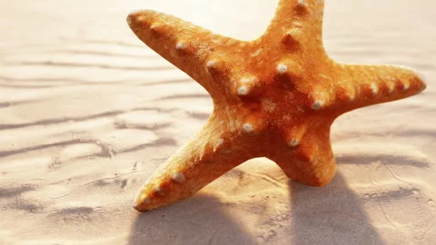 Starfish on sandy beach during sunset in a coastal area Stock Footage 348494461