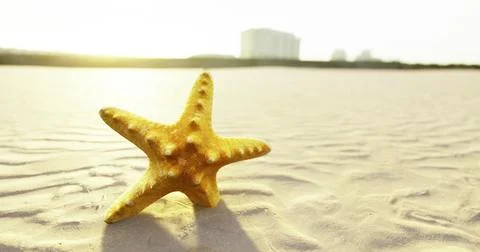 Starfish on sandy beach during sunset near buildings and ocean Stock Illustration