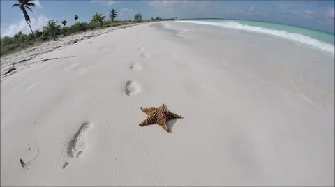 Starfish on sandy beach Stock Footage 47291486