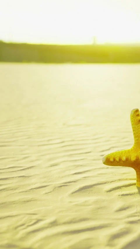 Starfish on sandy beach with golden light during sunset in the distance Stock Footage 333565306