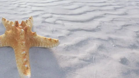 Starfish on the sandy beach at low tide during daylight hours Stock Footage 344827868