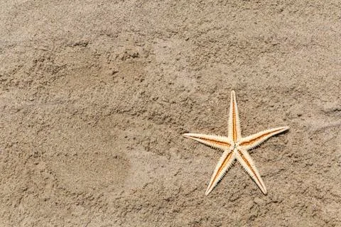 Starfish on a Sandy Beach 写真素材