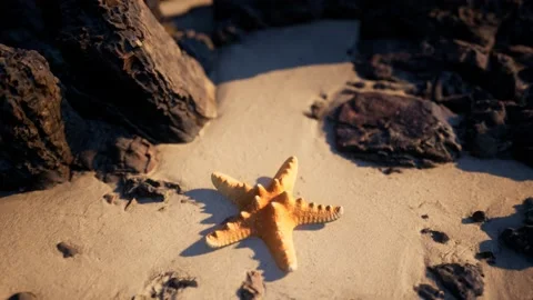 Starfish on sandy beach at sunset Stock Footage 148715809