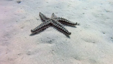 Starfish On Sandy Seafloor Stock Footage 80789422