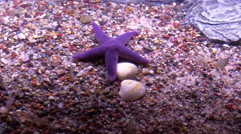 Starfish on  sea floor Stock Footage 42928062