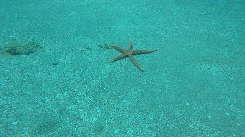 Starfish On the seabed in the Red Sea, Eilat Israel Stock Footage 151974914