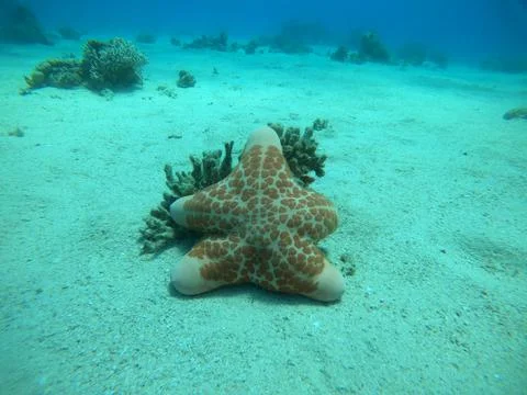 Starfish On the seabed in the Red Sea Stock Photos