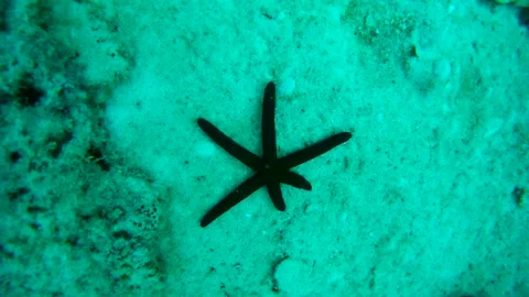 Starfish on seabed, Thailand Stock Footage 246786738