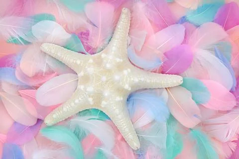 Starfish Seashell and Feather Colorful Background Stock Photos