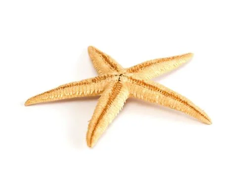 Starfish seashell isolated on white background Stock Photos