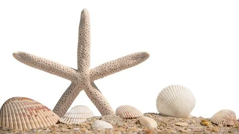 Starfish. Seashells and Starfish. Beach sand with sea shells Stock Photos