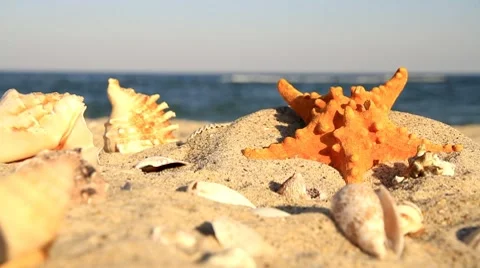 Starfish &amp; seashells on background of the beach Stock Footage 8677198