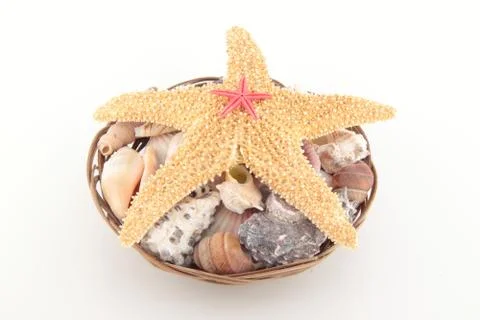 Starfish on seashells Stock Photos