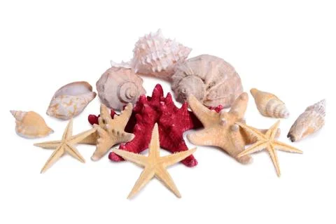 Starfish seashells shellfish isolated Stock Photos