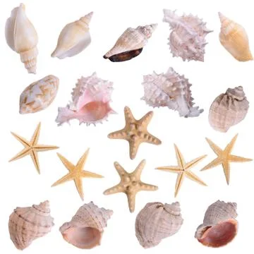 Starfish seashells shellfish set Stock Photos