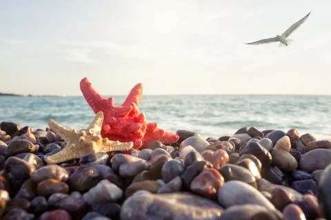 Starfish on the seashore Stock Photos