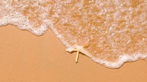 Starfish on the seashore. selective focus. Stock Footage 154270406