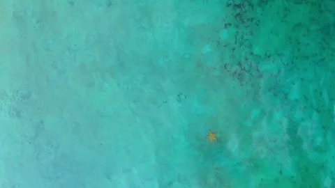 Starfish on shallow sandy seabed in clear Caribbean water, Bocas del Toro, Stock Footage 336384000
