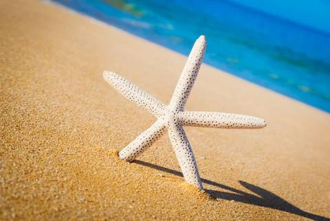 Starfish, shell on the beach Stock Photos