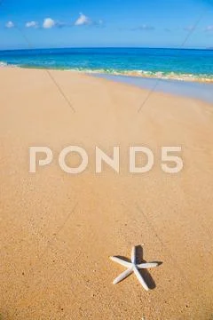 Starfish, shell on the beach Stock Photos