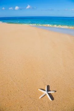 Starfish, shell on the beach Foto stock