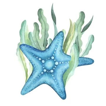 Starfish, shell, seashell with algae seaweed watercolor illustrtaion hand drawn Stock Illustration
