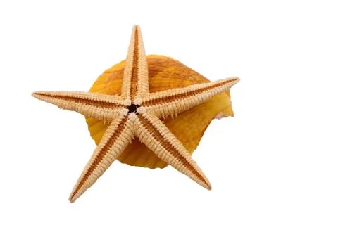 The starfish with the shell on the white background Foto stock