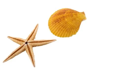 The starfish with the shell on the white background Stock Photos