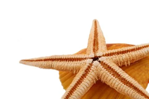 The starfish with the shell on the white background Foto stock