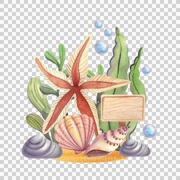 Starfish with shells and green algae, isolated. Hand-drawn watercolor Illustration