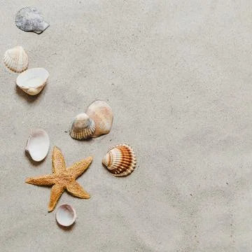 Starfish shells beach Stock Photos