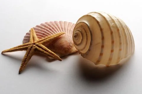 Starfish with shells on white background Stock Photos