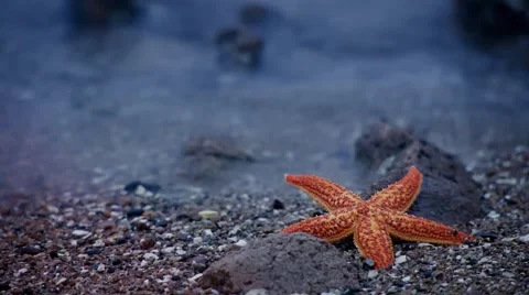 Starfish ，single frame filming Video stock 53470654