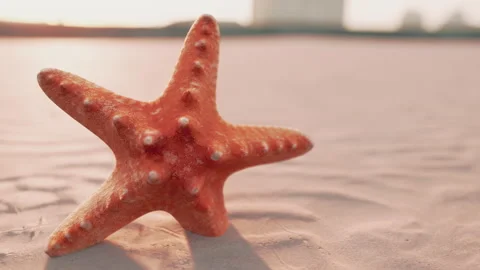 Starfish on the sity beach Stock Footage 233531108