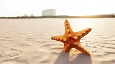 Starfish on the sity beach Stock Footage 237608172